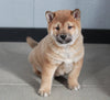 AKC Registered Shiba Inu For Sale Millersburg, OH Male- Bobby
