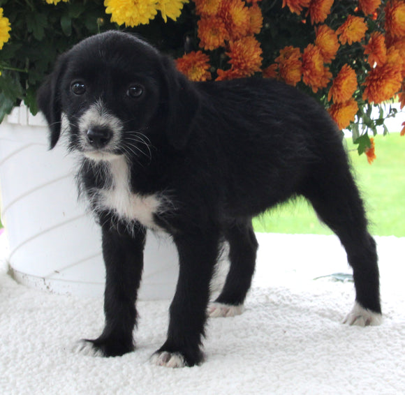 Poodle Mix For Sale Baltic OH Female-Hailey