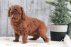 AKC Registered Moyen Poodle For Sale Dundee, OH Female- Hope