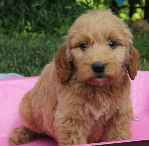 Mini Goldendoodle For Sale Millersburg OH Male-Pete