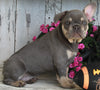 AKC Registered French Bulldog For Sale Millersburg OH -Female Hazel
