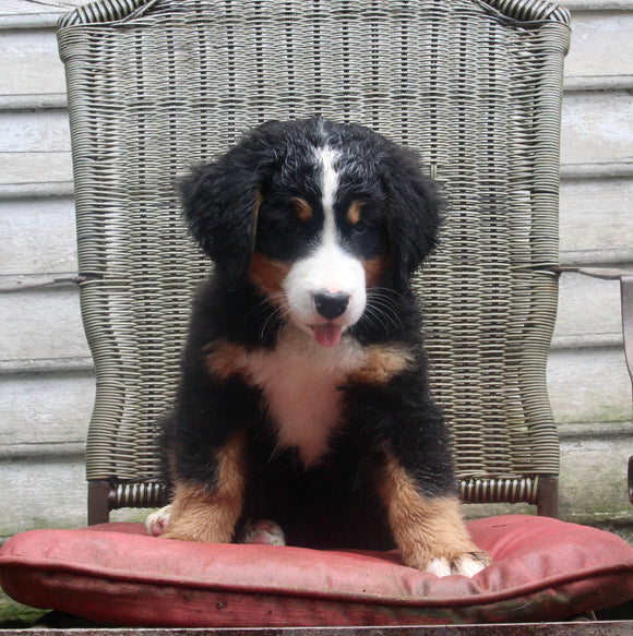 AKC Registered Bernese Mountain Dog For Sale Millersburg OH Female-Fiona