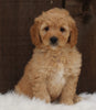 Mini Goldendoodle For Sale Millersburg OH Female-Mindy