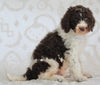 AKC Registered Standard Poodle For Sale Sugarcreek OH Male-Tommy