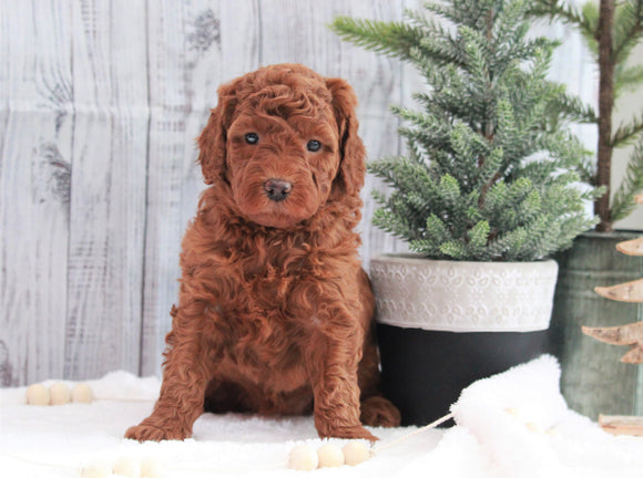AKC Registered Moyen Poodle For Sale Dundee, OH Female- Hope