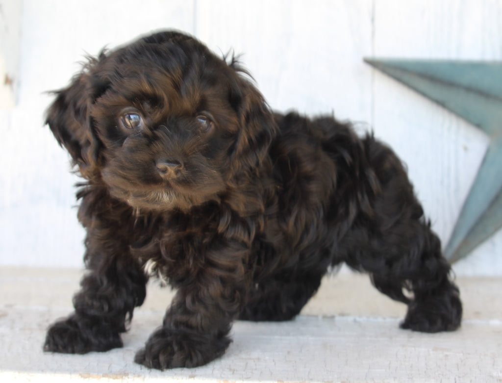 Cockapoo For Sale Millersburg OH Male-Clay – AC Puppies LLC