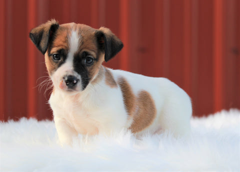 Jack Russell Terrier For Sale Fredericksburg, OH Male- Duke