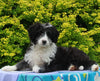 Mini Aussiedoodle For Sale Fresno OH Female-Carrie
