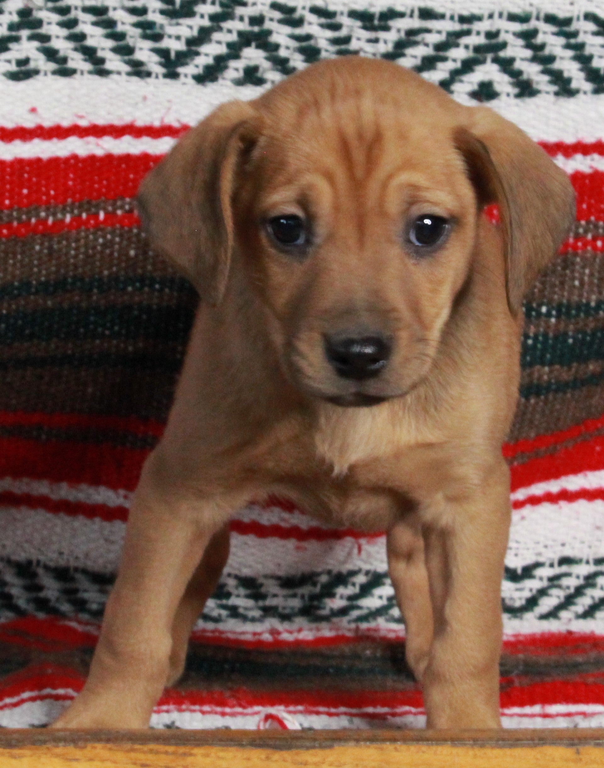 Mountain Cur For Sale Fredericksburg OH MaleChance AC Puppies LLC