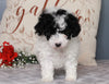 ACA Registered Miniature Poodle For Sale Fredericksburg, OH Female- Avery