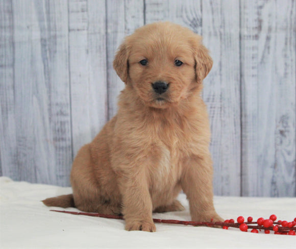 AKC Registered Golden Retriever For Sale Millersburg, OH Male- Odie