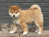 AKC Registered Shiba Inu For Sale Millersburg OH Female-Trixie