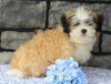 ACA Registered Shih Tzu For Sale Millersburg OH Male-Clifford-Currently House Training!
