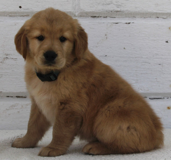 AKC Registered Golden Retriever For Sale Millersburg OH Female-Daisy