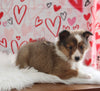 ACA Registered Shetland Sheepdog For Sale Baltic OH Male-Adam
