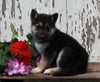 German Shepherd Husky For Sale Millersburg OH Male-Rocky