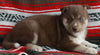 Siberian Husky For Sale Fredericksburg OH -Female Hannah