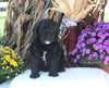 F1B Medium Labradoodle For Sale Millersburg OH Male-Fred SOLD