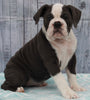 OIEBA Registered Olde English Bulldog For Sale Adamsville, OH Female- Charlene