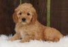 Mini Goldendoodle For Sale Millersburg OH Female-Mindy