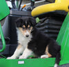 AKC Registered Collie Lassie For Sale Fredericksburg OH Male-Barney