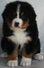 AKC Registered Bernese Mountain Dog For Sale Millersburg OH -Female Kate