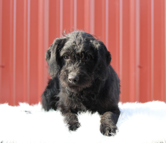 F1B Mini Labradoodle For Sale Fredericksburg, OH Male- Rudolph