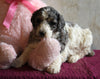 AKC Registered Standard Poodle For Sale Millersburg OH Female-Tammy