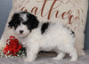 ACA Registered Miniature Poodle For Sale Fredericksburg, OH Female- Avery