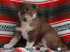 Siberian Husky For Sale Fredericksburg OH -Female Hannah