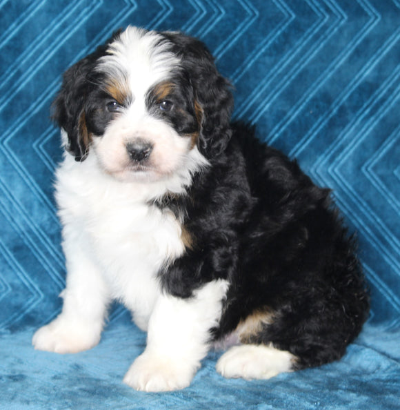 Mini Bernedoodle For Sale Dundee OH Male-Sparky