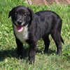 Lab Mix Puppy For Sale Sugarcreek OH Male-Barkley