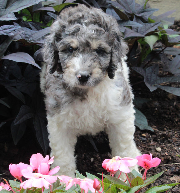 AKC Registered Standerd Poodle For Sale Millersburg OH Male-Dash