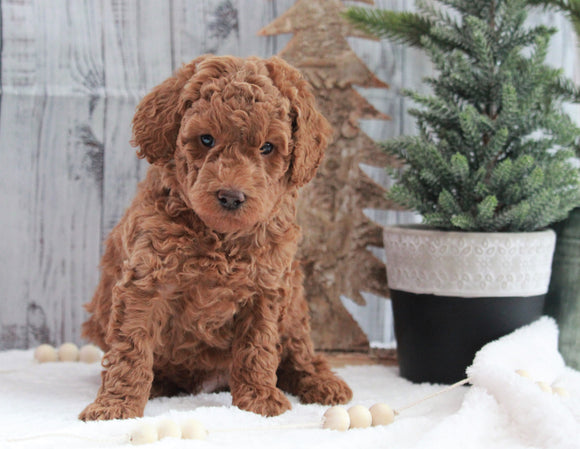 AKC Registered Moyen Poodle For Sale Dundee, OH Male- Harley