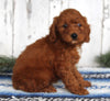 AKC Registered Mini Poodle For Sale Millersburg OH Male-Dallas