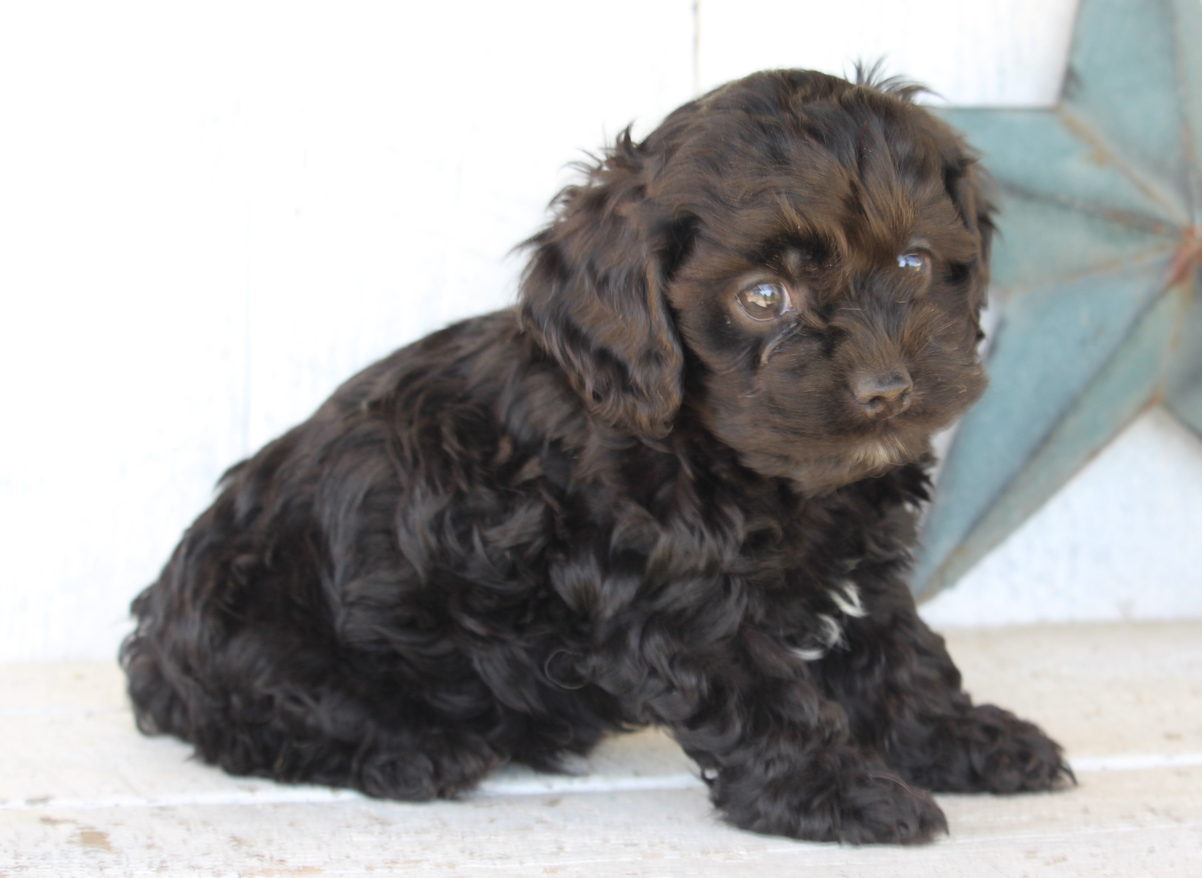 Picture Clay Cockapoo Cockapoo For Sale Millersburg OH Male-Clay – AC Puppies LLC
