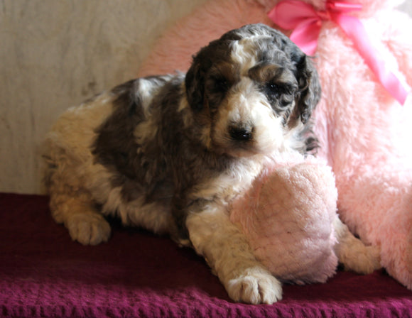 AKC Registered Standard Poodle For Sale Millersburg OH Female-Tammy