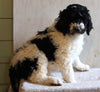AKC Registered Standard Poodle For Sale Millersburg OH Male-Oreo