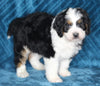 Mini Bernedoodle For Sale Dundee OH Male-Sparky
