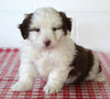 Mini Aussiedoodle For Sale Sugarcreek OH Male-Ronno