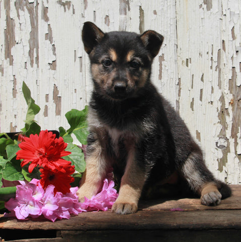 German Shepherd Husky For Sale Millersburg OH Female-Sabrina