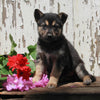 German Shepherd Husky For Sale Millersburg OH Female-Sabrina