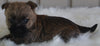 AKC Registered Cairn Terrier For Sale Millersburg OH -Female Mai