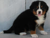 AKC Registered Bernese Mountain Dog For Sale Millersburg OH -Female Kate