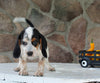 Beagle Mix For Sale Wooster OH Female-Chanel