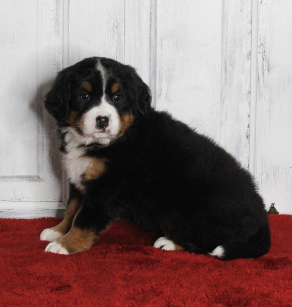 AKC Registered Bernese Mountain Dog For Sale Millersburg OH Female-Macey