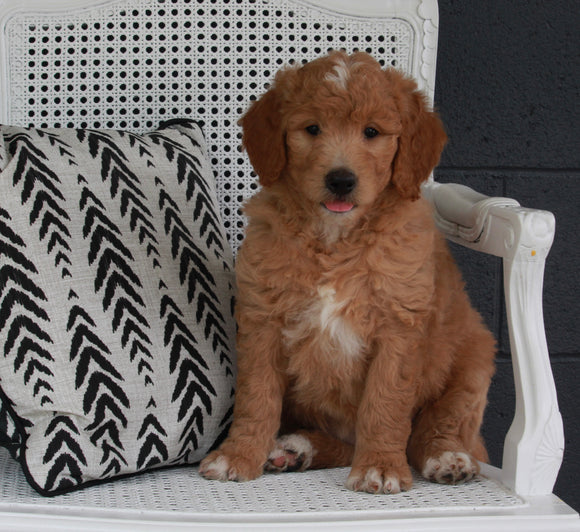 Goldendoodle For Sale Fresno OH Female-Daisy