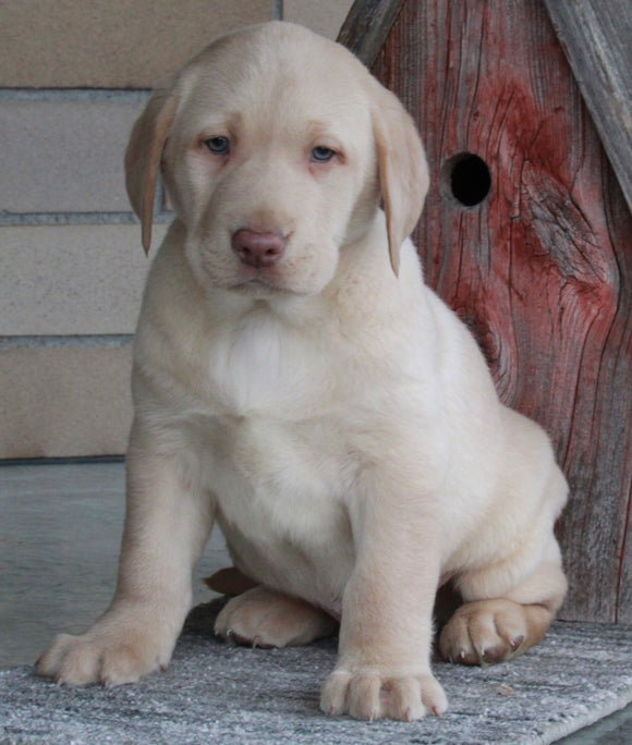 ACA Registered Labrador Retriever For Sale Sugarcreek OH Male-Winston