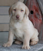 ACA Registered Labrador Retriever For Sale Sugarcreek OH Male-Winston