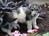 AKC Registered Standerd Poodle For Sale Millersburg OH Male-Dash